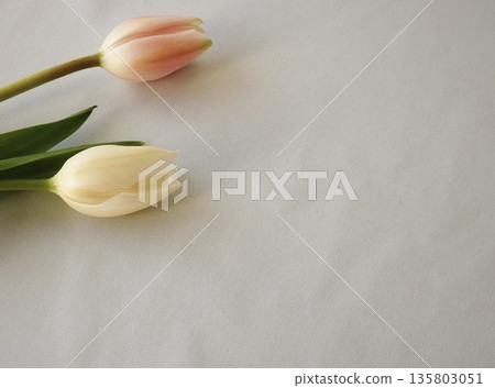 White tulip White tulip 135803051