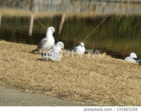 Winter migratory black gull came to Inage Kaihin Park 135803208