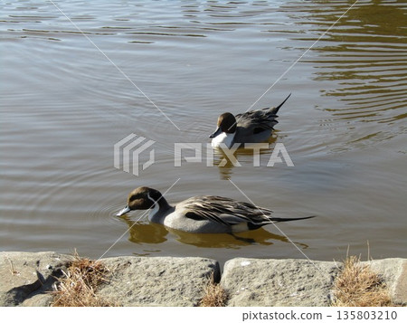 Winter migratory birds, Northern Pintails, come to the pond on the beach 135803210