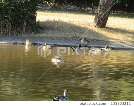 Winter migratory birds, Northern Pintails, come to the pond on the beach 135803211