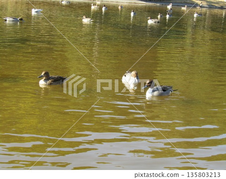 Winter migratory birds, Northern Pintails, come to the pond on the beach 135803213