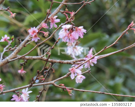 Pink October cherry blossoms Pink October cherry blossoms 135803217