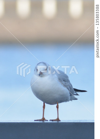 一隻鳥棲息在籬笆上 一隻鳥棲息在籬笆上 135803388