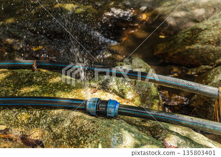 Leaking black water pipe spraying stream over mossy rocks in tropical forest, close up scene showing irrigation failure and fresh water loss in outdoor natural setting 135803401