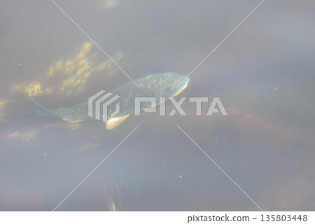 Fish swimming in the sea Fish swimming in the sea 135803448