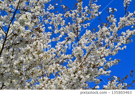 Cherry blossoms on the south side of Akagi in full bloom under a blue sky 135803463