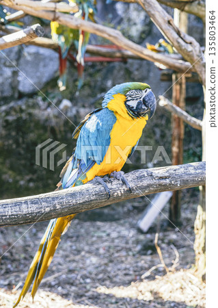 伊豆沙博滕動物園讓一隻藍白金剛鸚鵡在戶外棲息，它就棲息在棲木上。 135803464