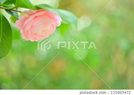 Awaited spring 135803472
