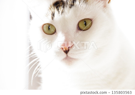 A cat staring at you A cat staring at you 135803563