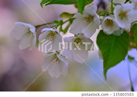 赤城山南坡的櫻花盛開。 135803583