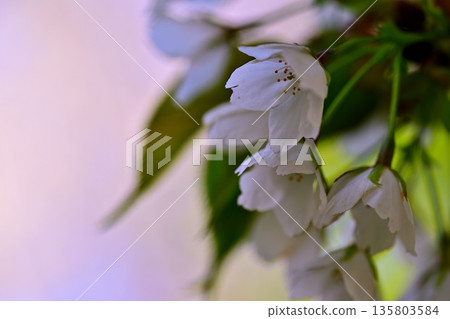 赤城山南坡的櫻花盛開。 135803584