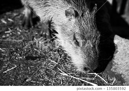 Capybara face up, side view of eating grass, monochrome photo 135803592