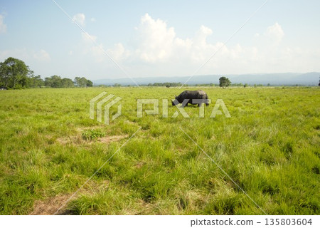 Indian Rhinoceros Chitwan National Park 4 135803604