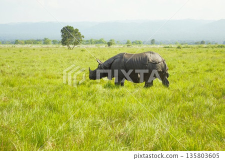 Indian Rhinoceros Chitwan National Park 3 135803605