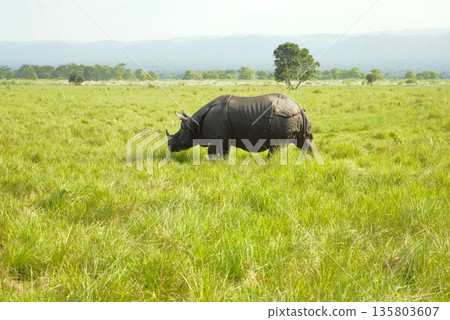 Indian Rhinoceros Chitwan National Park 1 135803607