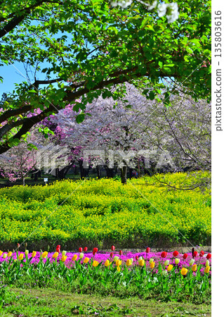 Akagi's South Thousand Cherry Blossoms, Rape Blossom Fields and Tulips 135803616