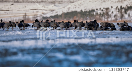 A flock of black waterfowl (Fulica atra) walking on the surface of a frozen ice lake in winter A flock of black waterfowl (Fulica atra) walking on the surface of a frozen ice lake in winter 135803747