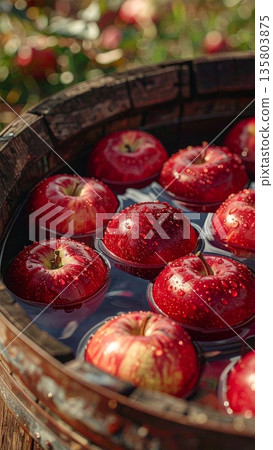 Red Apples Floating in Wooden Barrel in the Countryside Red Apples Floating in Wooden Barrel in the Countryside 135803875