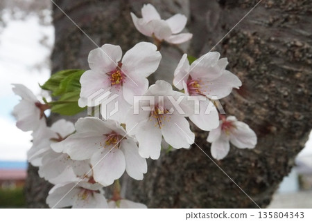 盛開在樹幹的櫻花 135804343