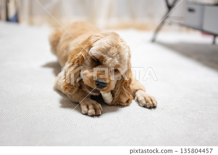 吃小吃的狗 135804457