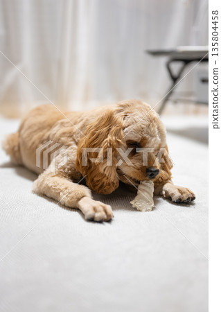 吃小吃的狗 135804458