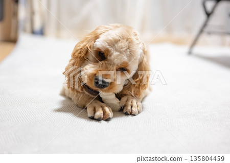 吃小吃的狗 135804459