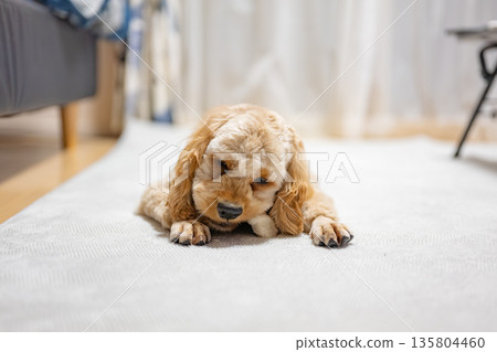 吃小吃的狗 135804460