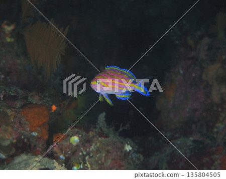 Macro underwater photos of the Japanese anthias. Close-ups that can be used for encyclopedias and ecological introductions. Macro underwater photos of the Japanese anthias. Close-ups that can be used for encyclopedias and ecological introductions. 135804505