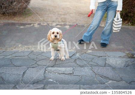 Dog walking 135804526