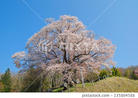 Cherry blossoms of Koshidai, Furudono Town, Fukushima Prefecture Cherry blossoms of Koshidai, Furudono Town, Fukushima Prefecture 135804588