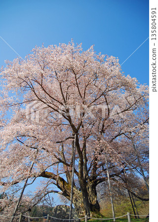 Cherry blossoms of Koshidai, Furudono Town, Fukushima Prefecture Cherry blossoms of Koshidai, Furudono Town, Fukushima Prefecture 135804591