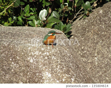 The beautiful blue bird that came to the beach pond of Inage Seaside Park is the kingfisher. 135804614