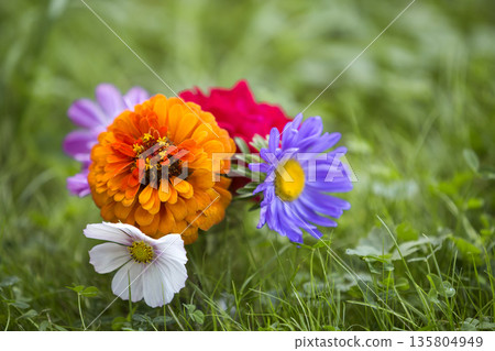 Close-up of beautiful autumn bright multicolored field flowers composition among green grass in transparent glass vase outdoors on blurred sunny bokeh copy space background. Postcard theme concept. Close-up of beautiful autumn bright multicolored field flowers composition among green grass in transparent glass vase outdoors on blurred sunny bokeh copy space background. Postcard theme concept. 135804949
