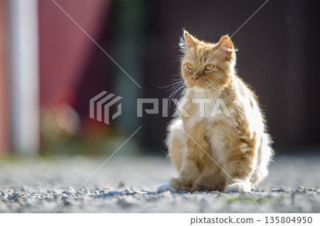 Portrait of cute adorable ginger orange young big cat with golden yellow eyes sitting outdoors on small pebbles posing on blurred light colorful sunny copy space background. Portrait of cute adorable ginger orange young big cat with golden yellow eyes sitting outdoors on small pebbles posing on blurred light colorful sunny copy space background. 135804950