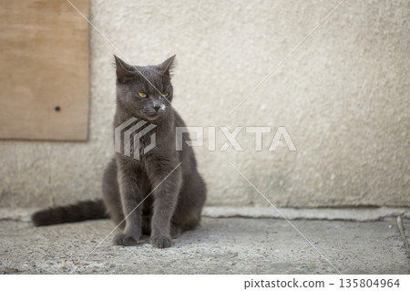 Portrait of gray grown adult big short-haired cat with green eyes sitting outdoors on small pebbles looking straight towards camera on blurred sunny copy space background. Portrait of gray grown adult big short-haired cat with green eyes sitting outdoors on small pebbles looking straight towards camera on blurred sunny copy space background. 135804964