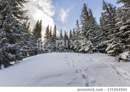 Christmas winter landscape. Beautiful tall fir trees covered with snow and frost on mountain slope lit by bright sun rays on blue sky copy space background. Happy New Year and merry Christmas card. Christmas winter landscape. Beautiful tall fir trees covered with snow and frost on mountain slope lit by bright sun rays on blue sky copy space background. Happy New Year and merry Christmas card. 135804984
