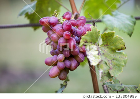 Close-up of young vine plant with green leaves and bright pink ripe grape cluster lit by sun on blurred sunny soft colorful copy space background. Agriculture, gardening and wine making concept. 135804989