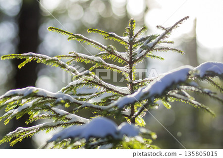 Beautiful amazing Christmas winter mountain landscape. Small young green fir trees covered with snow and frost on cold sunny day on clear white snow and blurred tree trunks copy space background. 135805015