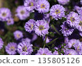 Peacock aster flower 135805126