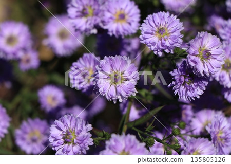 Peacock aster flower Peacock aster flower 135805126