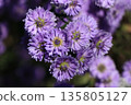 Peacock aster flower 135805127