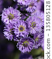 Peacock aster flower 135805128