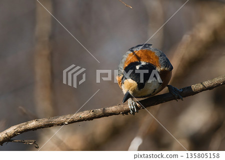 Varied tit perched on a branch 135805158