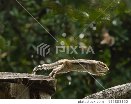 Jumping Squirrel 135805160