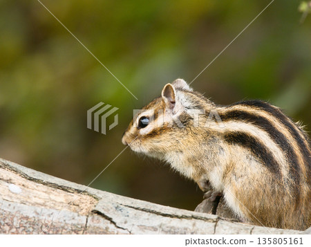 chipmunk standing on a tree 135805161