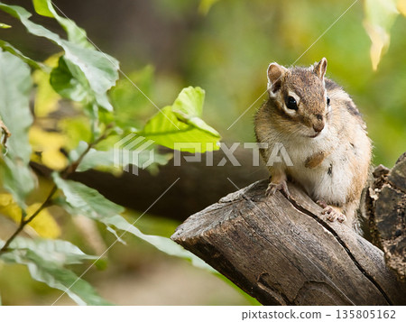 Chipmunk staring from a stump 135805162