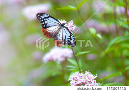 Asagi madara 135805210