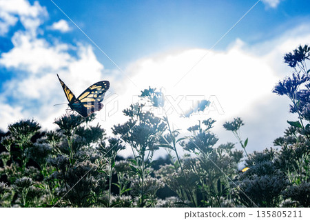 Asagi Madara飛行 135805211