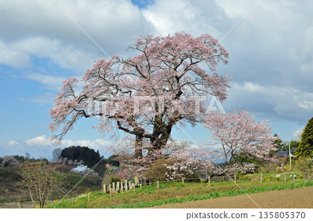 Shionosaki's Great Cherry Blossoms, Motomiya City, Fukushima Prefecture 135805370