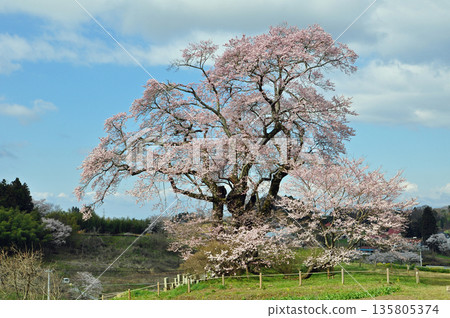 Shionosaki's Great Cherry Blossoms, Motomiya City, Fukushima Prefecture 135805374
